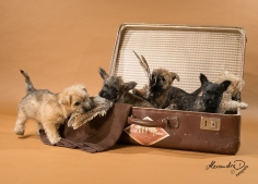 Welpen Cairn Terrier Zucht